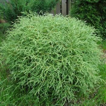 Туя западная ‘Mr. Bowling Ball’ (Thuja occidentalis ‘Mr. Bowling Ball’)